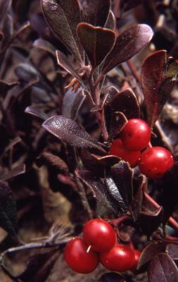 Arctostaphylos uva-ursi (L.) Spreng. (bearberry), fruit and leaves