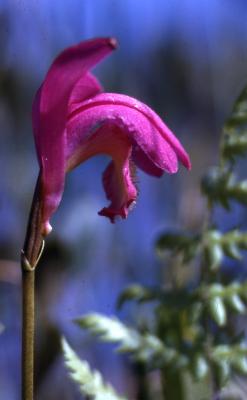 Arethusa bulbosa L. (dragon's mouth orchid), flower, side