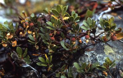 Arctostaphylos nevadensis A.Gray (pinemat manzanita), branches with fruit and leaves 