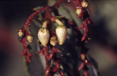 Arctostaphylos glauca Lindl. (bigberry manzanita), close-up of flowers