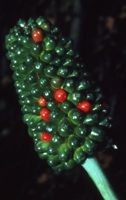 Arisaema dracontium (green dragon), close-up of fruit