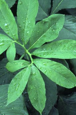 Arisaema dracontium (green dragon), leaves, upper surface