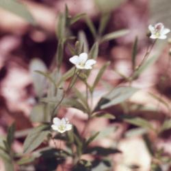 Moehringia lateriflora (L.) Fenzl (bluntleaf sandwort), flowers on stems