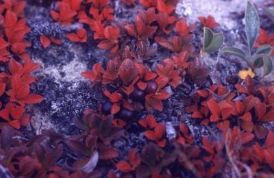 Arctostaphylos alpina (L.) Spreng. (alpine bearberry), fruit and leaves