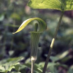 Arisaema triphyllum (L.) Schott (Jack-in-the-pulpit), hooded bloom on stalk
