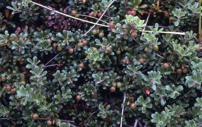 Arctostaphylos uva-ursi (L.) Spreng. (bearberry), fruit and leaves