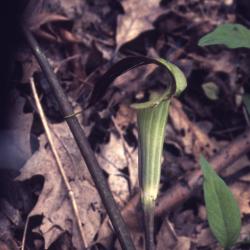 Arisaema triphyllum (L.) Schott (Jack-in-the-pulpit), habit