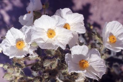 Argemone polyanthemos (Fedde) G.B. Ownbey (prickly poppy), flowers