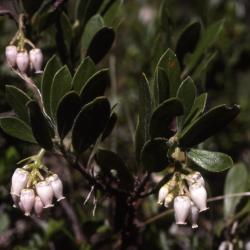 Arctostaphylos nevadensis A.Gray (pinemat manzanita), flowers and leaves 

