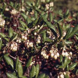 Xylococcus bicolor Nutt. (mission manzanita), flowers, fruit, leaves