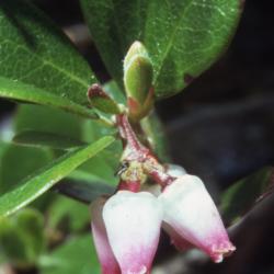 Arctostaphylos uva-ursi (L.) Spreng. (bearberry), flowers