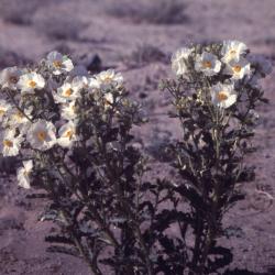 Argemone polyanthemos (Fedde) G.B. Ownbey (prickly poppy), habit