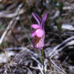 Arethusa bulbosa L. (dragon's mouth orchid), flower