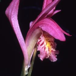 Arethusa bulbosa L. (dragon's mouth orchid), close-up of flower