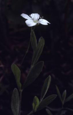 Moehringia lateriflora (L.) Fenzl (bluntleaf sandwort), flower and leaves on stem