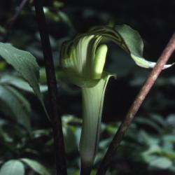 Arisaema triphyllum (L.) Schott (Jack-in-the-pulpit), inflorescence