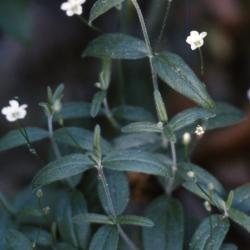 Moehringia lateriflora (L.) Fenzl (bluntleaf sandwort), flowers and leaves on stem