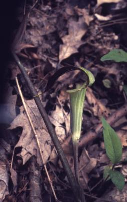 Arisaema triphyllum (L.) Schott (Jack-in-the-pulpit), habit