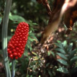 Arisaema triphyllum (L.) Schott (Jack-in-the-pulpit), close-up of fruit
