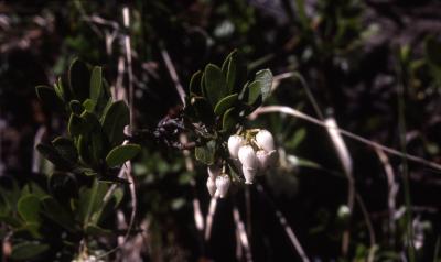 Arctostaphylos nevadensis A.Gray (pinemat manzanita), flowers
