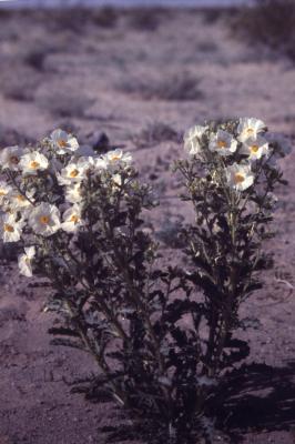 Argemone polyanthemos (Fedde) G.B. Ownbey (prickly poppy), habit