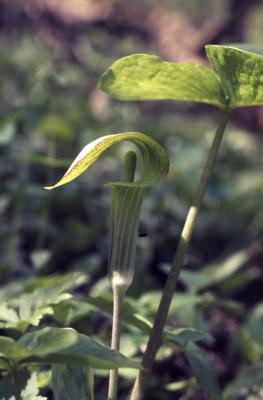 Arisaema triphyllum (L.) Schott (Jack-in-the-pulpit), hooded bloom on stalk

