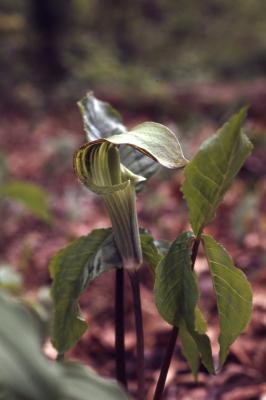 Arisaema triphyllum (L.) Schott (Jack-in-the-pulpit), flower head