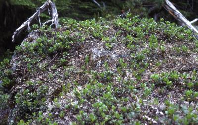 Arctostaphylos uva-ursi (L.) Spreng. (bearberry), habitat