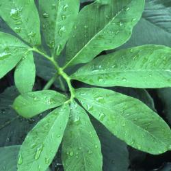 Arisaema dracontium (green dragon), leaves, upper surface