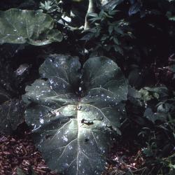 Arctium minus (Hill) Bernh. (common burdock), leaves 