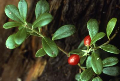 Arctostaphylos uva-ursi (L.) Spreng. (bearberry), leaves and fruit