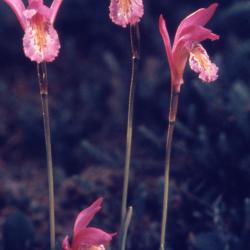 Arethusa bulbosa L. (dragon's mouth orchid), flowers on stems
