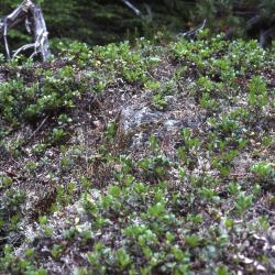 Arctostaphylos uva-ursi (L.) Spreng. (bearberry), habitat