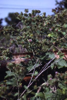 Arctium lappa L. (greater burdock), flowers on stems