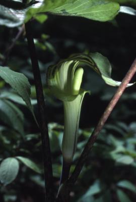 Arisaema triphyllum (L.) Schott (Jack-in-the-pulpit), inflorescence
