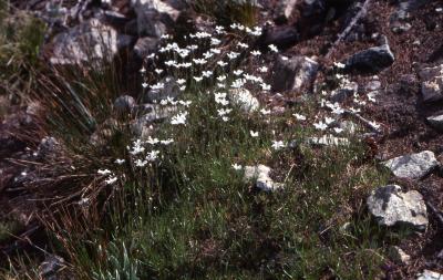 Arenaria capillaris Poir. (beautiful sandwort), habit, habitat