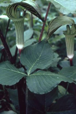 Arisaema triphyllum (L.) Schott (Jack-in-the-pulpit), flower heads
