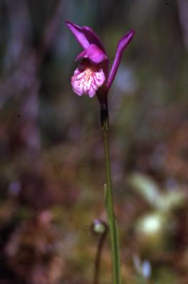 Arethusa bulbosa L. (dragon's mouth orchid), flower on stem