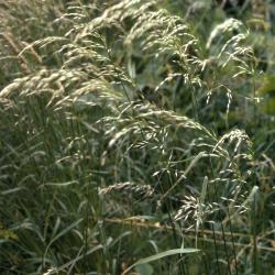 Arrhenatherum elatius L. (bulbous oat grass), habit