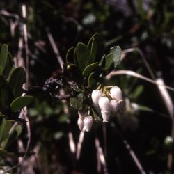 Arctostaphylos nevadensis A.Gray (pinemat manzanita), flowers
