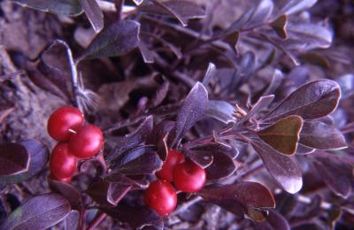 Arctostaphylos uva-ursi (L.) Spreng. (bearberry), leaves and fruit