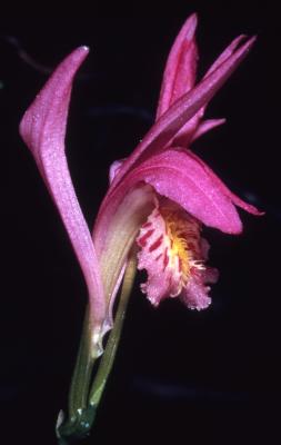 Arethusa bulbosa L. (dragon's mouth orchid), close-up of flower