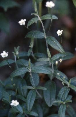 Moehringia lateriflora (L.) Fenzl (bluntleaf sandwort), flowers and leaves on stem
