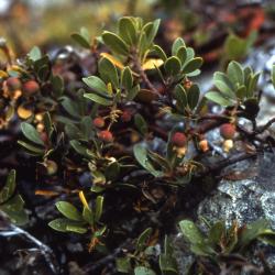 Arctostaphylos nevadensis A.Gray (pinemat manzanita), branches with fruit and leaves 