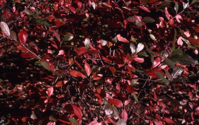 Aronia arbutifolia (L.) Pers. (red chokeberry), leaves