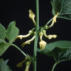 Aristolochia clematitis L. (birthwort), stem