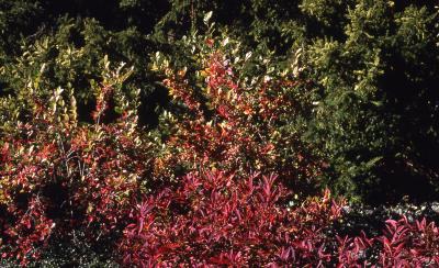 Aronia arbutifolia (L.) Pers. (red chokeberry), branches