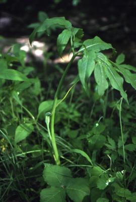 Arisaema dracontium (green dragon), unfurled leaf stalk