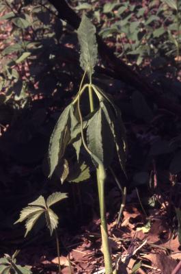 Arisaema dracontium (green dragon), leaf stalk