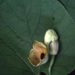 Aristolochia manshuriensis Komar. (Manchurian pipe vine), flower and leaf 